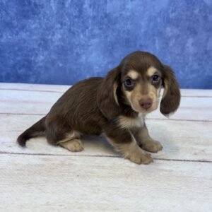 Long Hair Microchip 0062