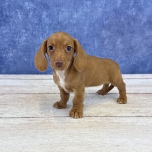 Short Hair Microchip 0063