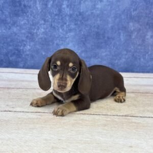 Short Hair Microchip 0065