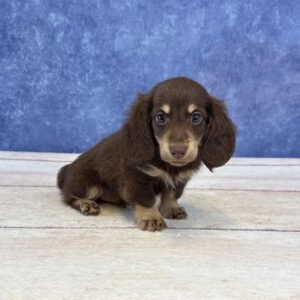 Long Hair Microchip 0069