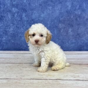 Toy Microchip 0149