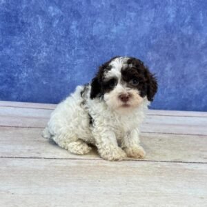 Toy Microchip 0156