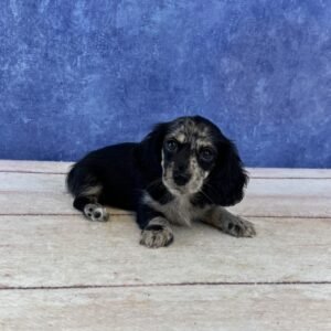 Long Hair Microchip 0068