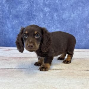 Long Hair Microchip 0076