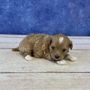 Maltipoo Microchip 0140