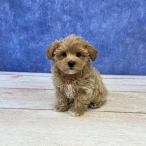 Maltipoo Microchip 0143