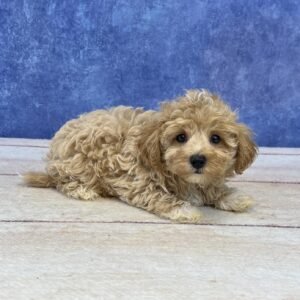 Maltipoo Microchip 0160