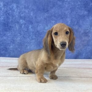 Long Hair Microchip 0253
