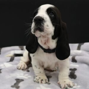 Basset Hound(Milo)